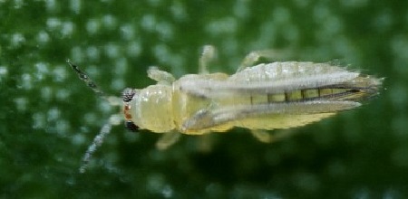 Трипсы – небольшое продолговатое насекомое, которое высасывает сок перца