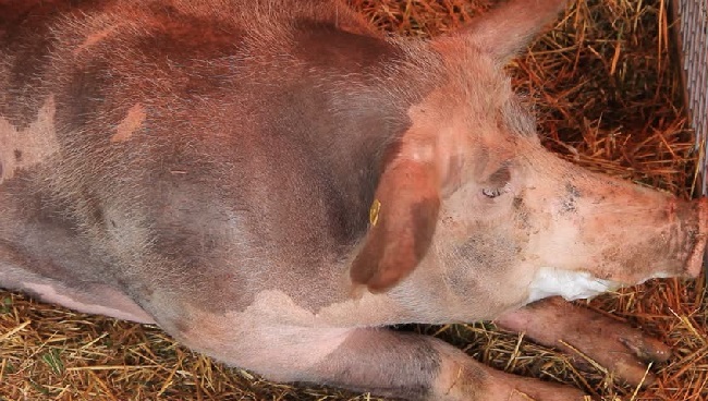 Видео о том, что делать если у свиньи изо рта идет пена