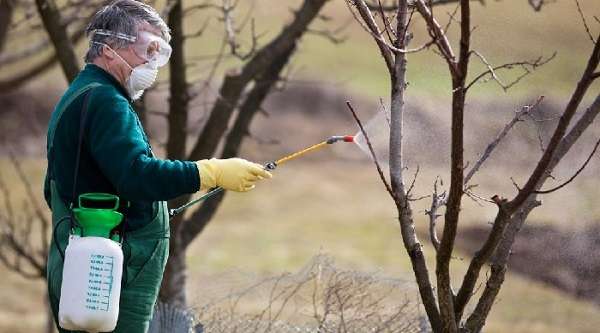 Опрыскивание плодовых деревьев весной: видео, фото