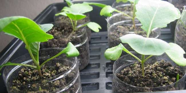 Выращивание рассады капусты в домашних условиях без пикировки