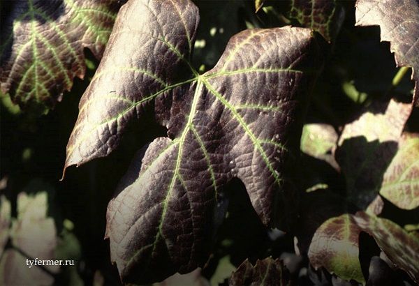 инфекционное скручивание листьев винограда