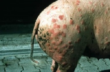 Рожа у свиней может протекать бессимптомно, иметь хроническую или острую форму