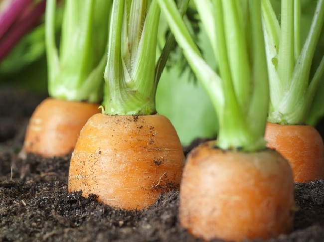  урожайные сорта моркови с фото и описанием, отзывы тех, кто сажал,