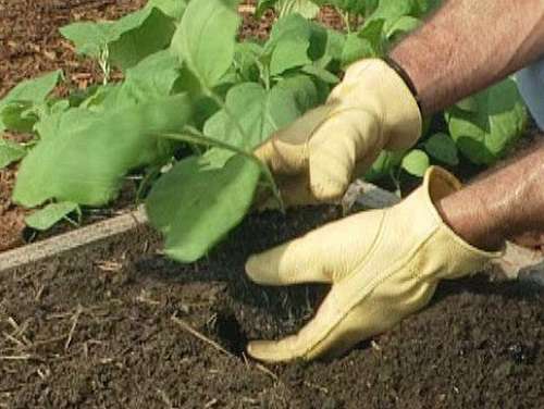 Выращивание рассады баклажан без пикировки: перенос в открытый грунт или теплицу