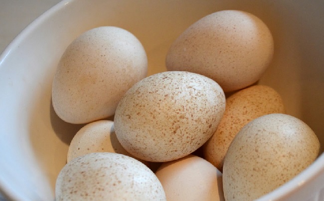 По отзывам птицеводов, яйценоские способности индюшек зависят от породы птицы и ее возраста