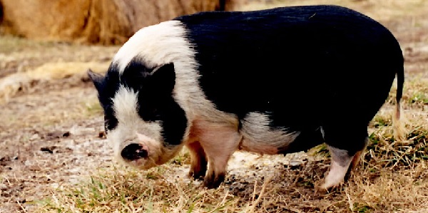Зимний рацион вьетнамских свиней отличается от летнего