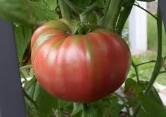 Сами помидоры имеют округлую форму, всегда мясистые