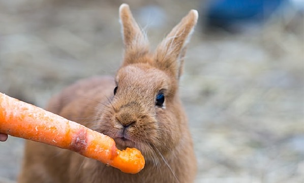 фермеры решают кормить кроликов, чтобы они набирали вес, специальными добавками
