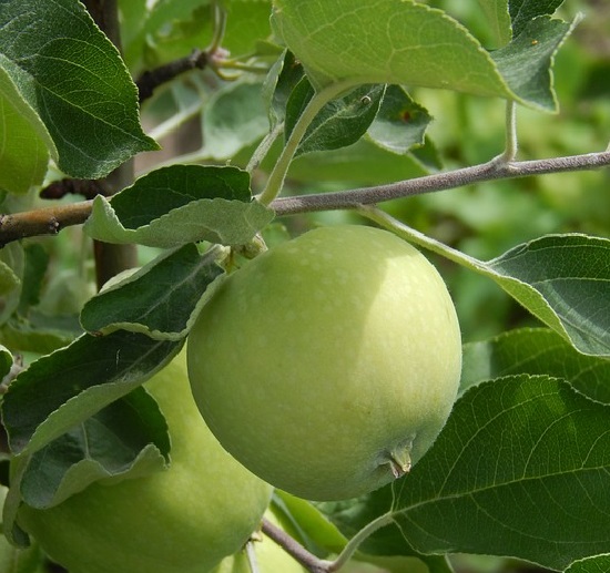 Яблоня белый налив: уход за взрослым деревом