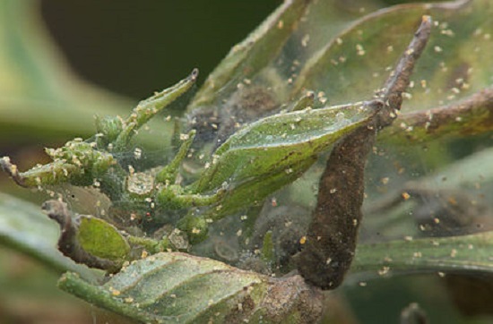 Паутинный клещ – опасное насекомое, высасывающее питательный сок растения