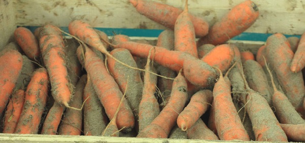Кроме уборки и дезинфекции помещения, нужно правильно подготовить к хранению и морковь
