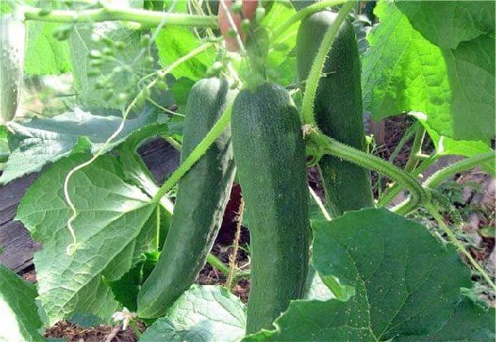 Огурцы: семена лучшие самоопыляемые, пучковые, длительного плодоношения