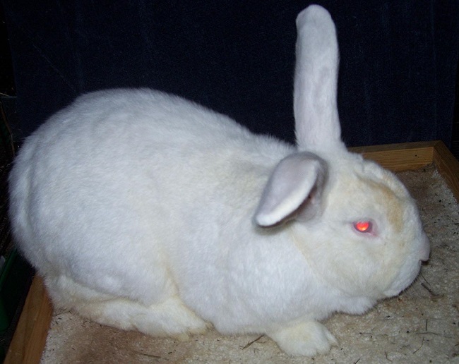 Кролиководы легко отличают породу кроликов Белый великан от других по характерным признакам