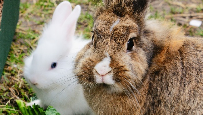 Когда отсаживать крольчат от крольчихи и чем их кормить