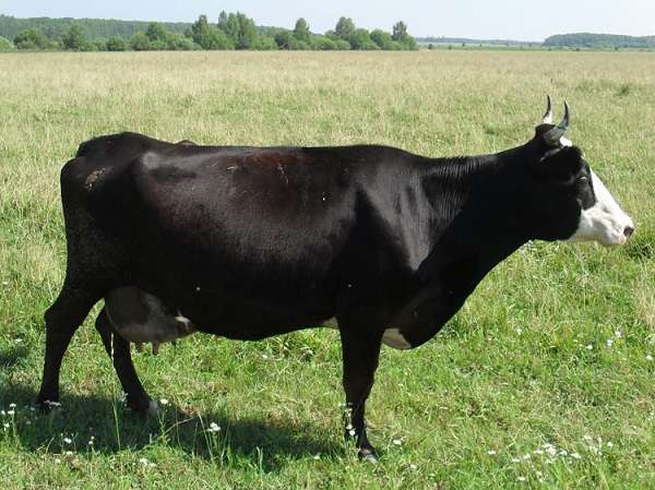 Герефордская порода коров темно-красной масти принадлежит к мясной категории продуктивности