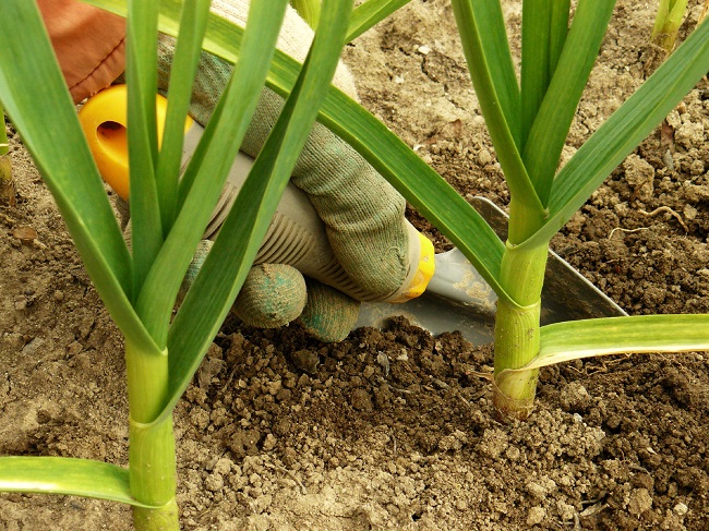 Прежде чем производить посадку чеснока весной, необходимо знать некоторые азы агротехники