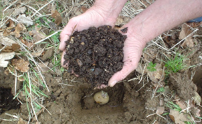 какие удобрения для картофеля при посадке в лунку весной пользуются наибольшим спросом