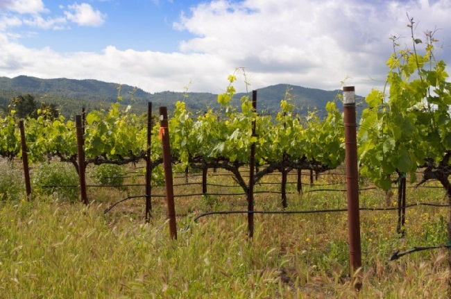 Пошагово рассмотрим основные тонкости обрезки винограда весной для начинающих