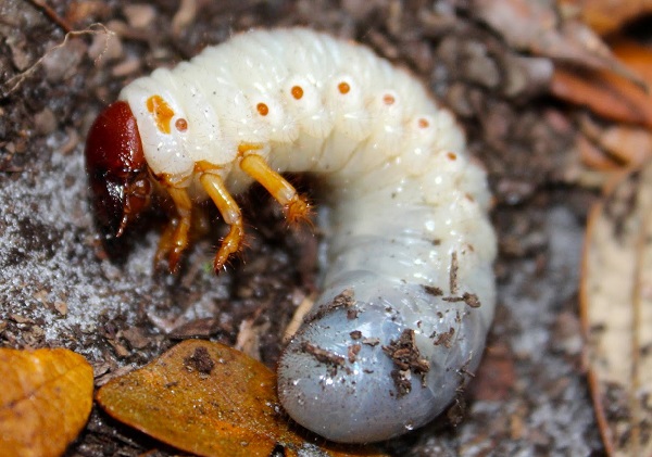 Личинки майского жука – прожорливые вредители, наносящие существенный вред огородным культурам