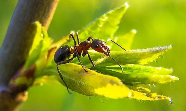 муравьи в теплице с помидорами