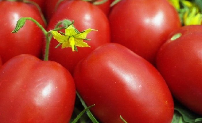 Преимущество сорта – огромные помидоры розового цвета с непревзойденными вкусовыми