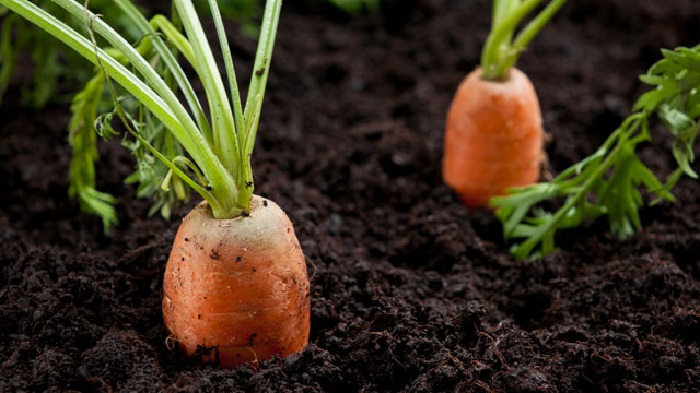Чтобы получить раннюю морковь рекомендуют сажать ультраскороспелые сорта