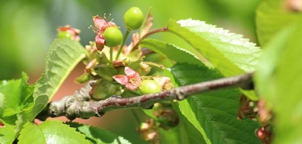 обработка плодовых деревьев от вредителей