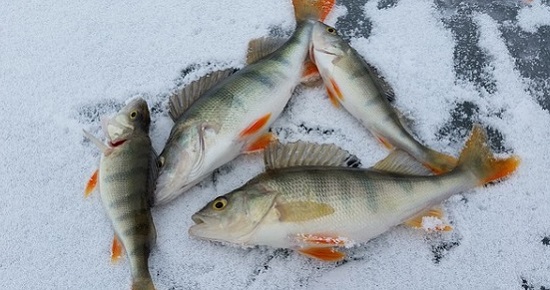 Зимняя рыбалка для начинающих: что купить?
