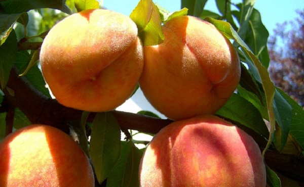 сорта персиков с фото