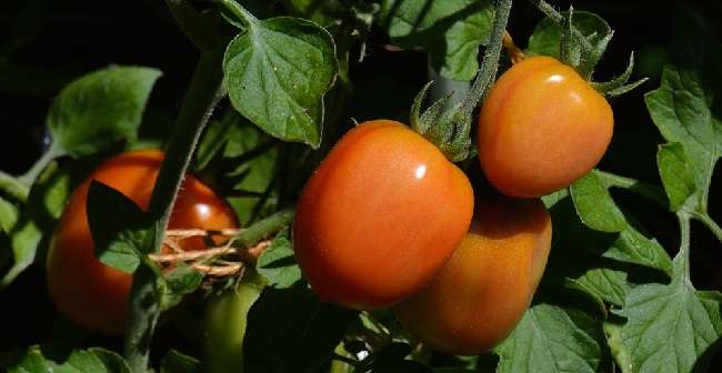 Выращивание рассады помидоров в теплице: фото, сроки посадки