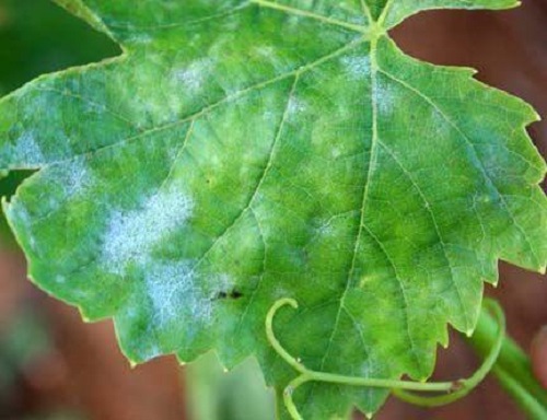болезни винограда и их лечение с фото видео