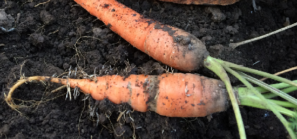 Почему морковь вырастает не сладкая, а горькая