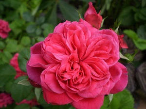 густомахровая роза с ярким оттенком и плотными листьями
