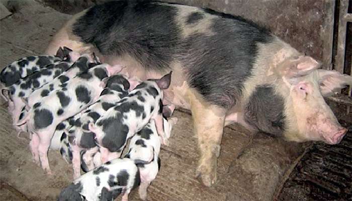 Белорусская черно-пестрая порода свиней принадлежит к мясосальному направлению продуктивности. Масть животных, как правило, черно-пестрая