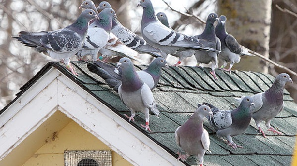 По отзывам заводчиков со стажем, голубей лучше содержать подальше от помещений