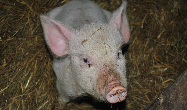 развитие бизнеса по выращиванию свиней, необходимо найти подходящее помещение для переоборудования в свинарник