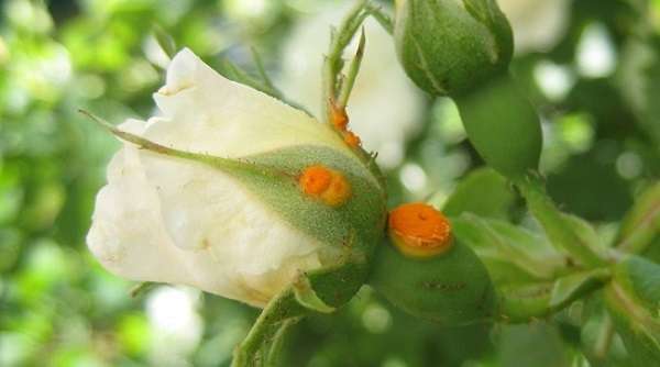 Ржавчина на розах, как показано на фото, поражает растение весной, что при первых симптомах видно на нижней стороне листочка