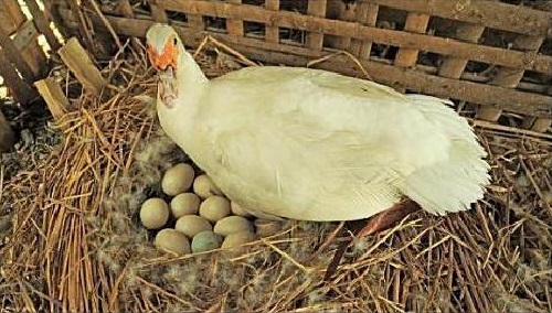 Чтобы стимулировать яйцекладку, фермеры содержат уток в теплом помещении