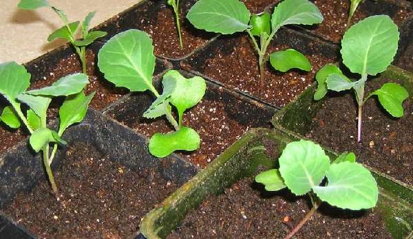 Выращивание рассады капусты в домашних условиях пошагово с фото