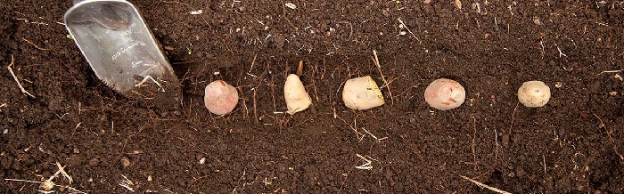 как можно быстро прорастить картофель на посадку