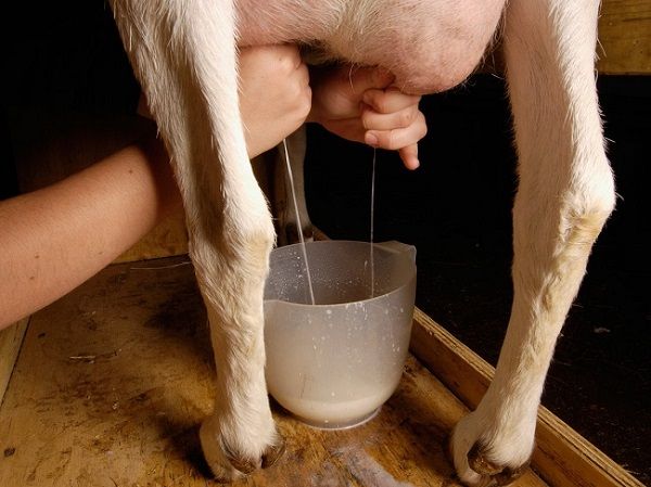 вымя у коровы твёрдое и нет молока