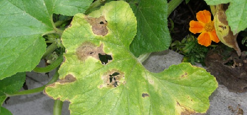 Антракноз – болезнь, проявляющаяся образованием на листьях сухих, коричневых пятен
