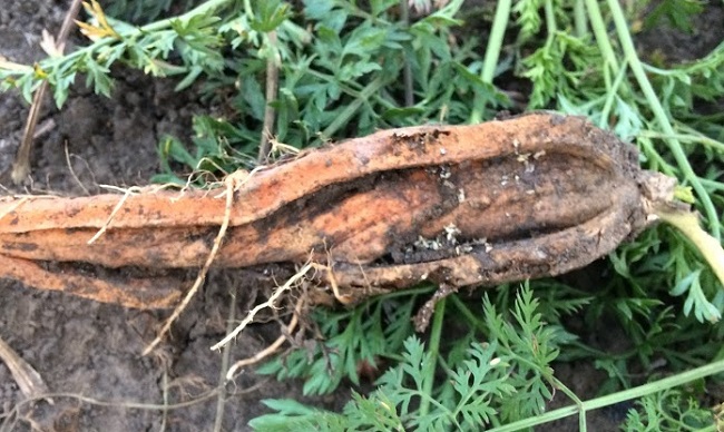 Почему морковь корявая, рогатая и уродливая