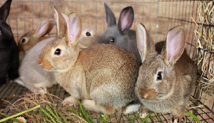 Непригодны для кормления кроликов картофельная и помидорная ботва