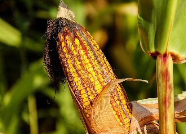 Посадка кукурузы в открытый грунт: пошаговое руководство
