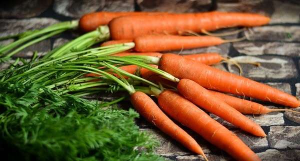 посев семян моркови весной