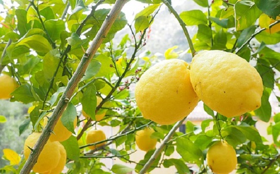 лимонное дерево уход