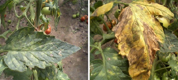 Болезни рассады томатов в теплице: фото и их лечение