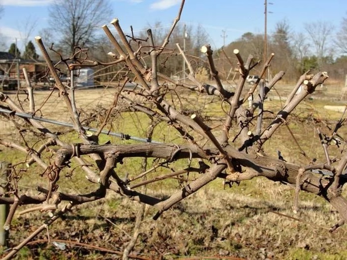 В срезе нуждаются и испорченные или поврежденные участки винограда
