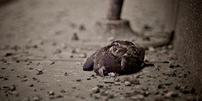 Вертячка у голубей: лечение, симптомы, этапы развития